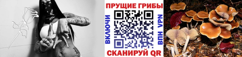 Галлюциногенные грибы Cubensis хочу KRAKEN ССЫЛКА Павловск